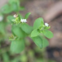 Stevia rebaudiana (Bertoni) Bertoni